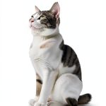 Japanese Historical Fiction eBook 鯖猫長屋ふしぎ草紙 Book 1 by PHP研究所 Kindle-0